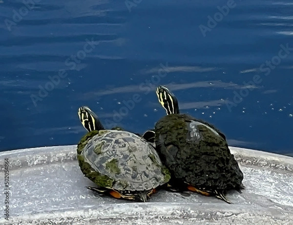 Obraz Best Buddy Turtles