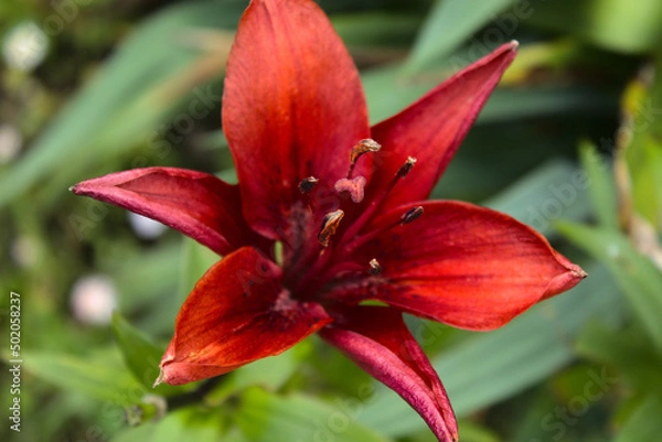 Obraz Czerwony kwiat