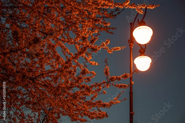 Obraz wiosna, kwiaty w świetle lamp