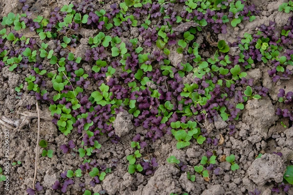 Fototapeta Green and red mizuna. Young sprouts in the open ground.