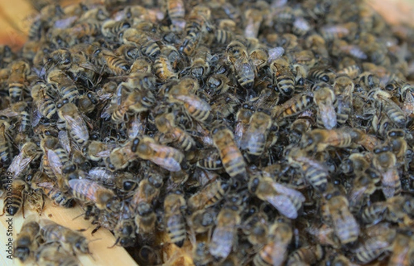 Obraz Dużo pszczół 