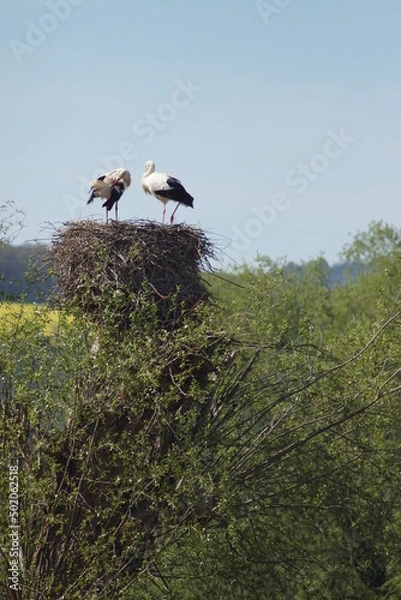 Fototapeta A couple of storks on their nest on a tree