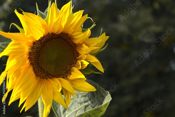 Obraz słonecznik