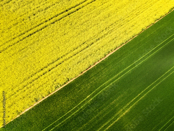 Obraz Aerial image of agricultural field with different crop growth after polyculture or permaculture farming method