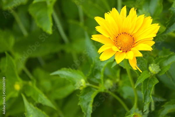 Obraz Mały słonecznik