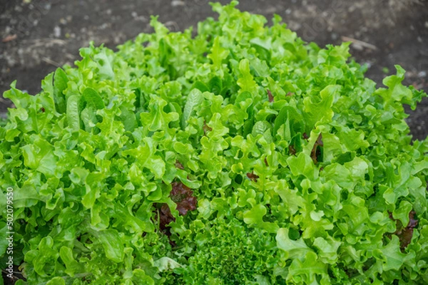 Fototapeta 畑の葉物野菜