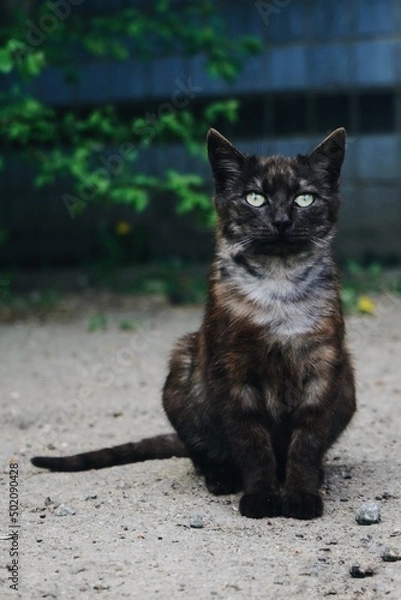 Obraz                   Cat sitting on the street.