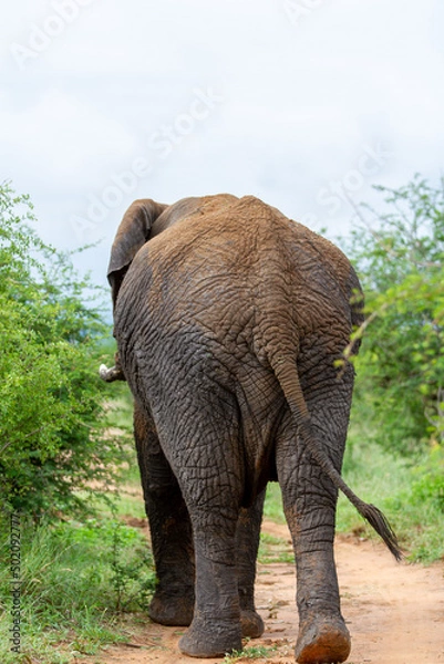 Fototapeta Elephant from behind walking in park 
