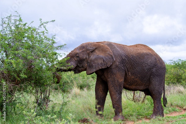 Fototapeta Elephant feeding in nature 