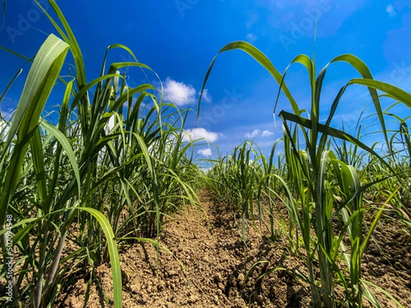 Obraz 晴れた日にローアングルで撮影された南国で元気に成長していく黒糖の原料のサトウキビ