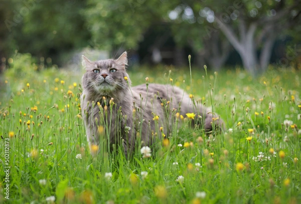 Fototapeta Chewie the cat sniffing the wild