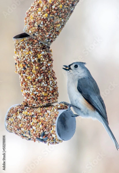 Obraz small tufted titmouse bird on a home made feeder made of seeds and toilet paper rolls
