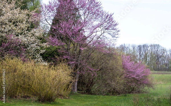 Obraz springtime flowering trees in Michigan USA, among them are red bud trees and flowering crab
