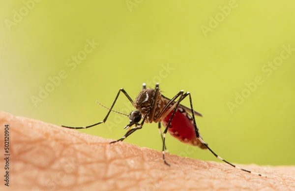 Obraz Aedes aegypti Mosquito. Super macro close up a Mosquito sucking human blood,