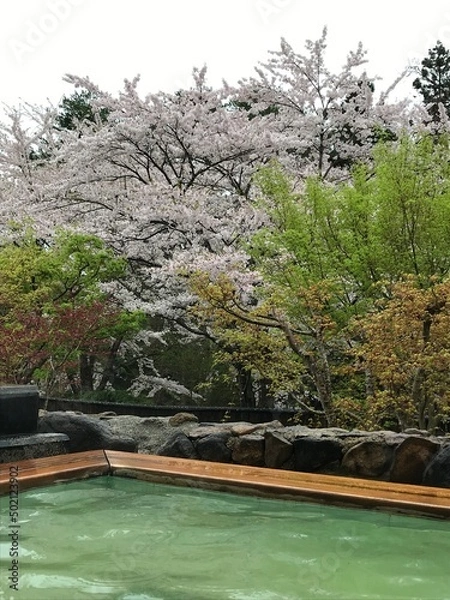 Obraz 露天風呂と桜