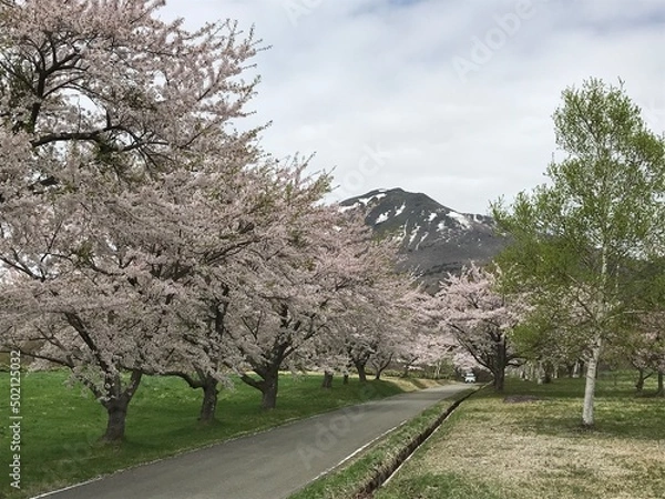 Obraz 磐梯山と桜