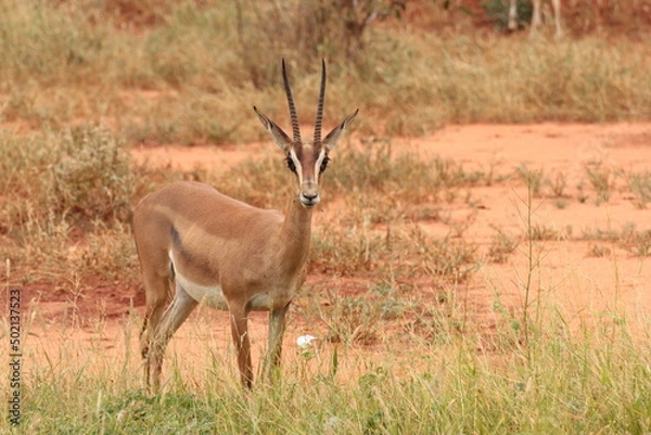 Fototapeta 細い角はグラントガゼルのメス