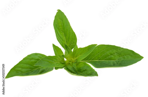 Obraz Basil leaves isolated on white background
