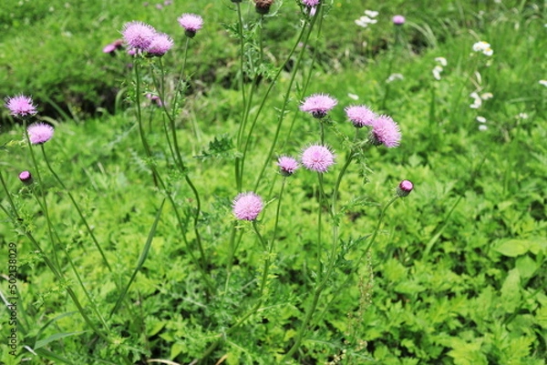 Fototapeta 野に咲く春のノハラアザミ