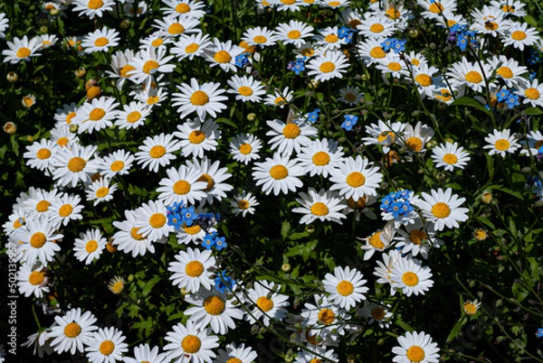 Fototapeta 白い花と青い花