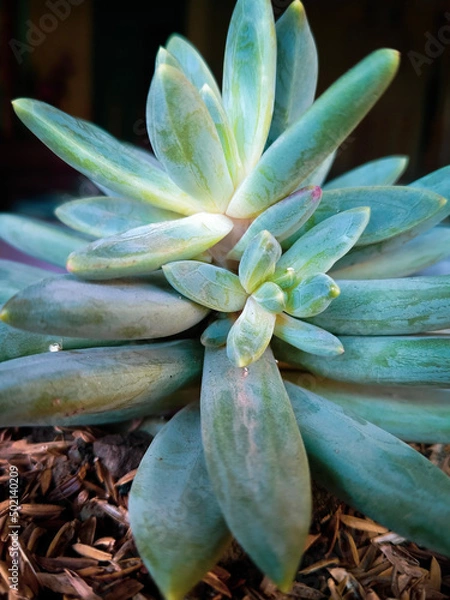 Obraz Pachyphytum in the garden