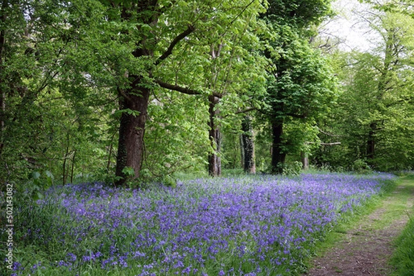 Fototapeta Bluebells in the Public garden Sorghvliet in  The Hague