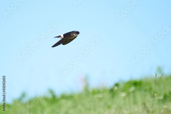 Fototapeta ツバメ