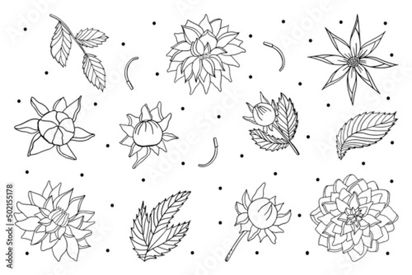 Fototapeta Set of fresh doodle flower peony elements in doodle style on white background for beauty design and postcard decoration.