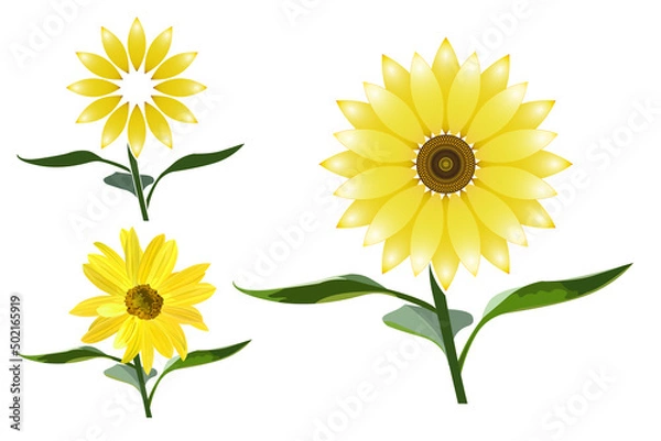 Fototapeta Variants of sunflower flowers with stem and leaves, icons.