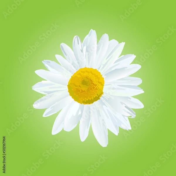 Fototapeta The chamomile flower. Single flower white daisies on a green background, icon