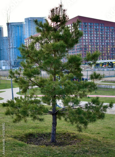 Obraz A pine sapling in a city park