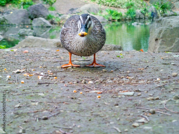 Obraz 池のそばのカモ