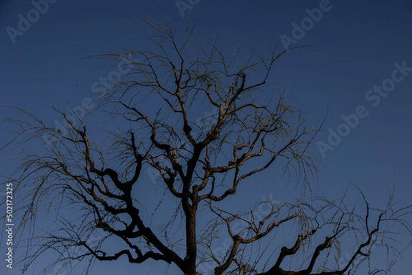 Fototapeta Tree contour