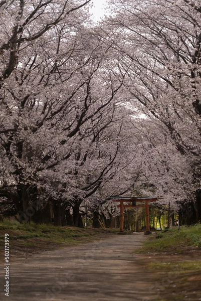 Obraz 桜のトンネルと鳥居