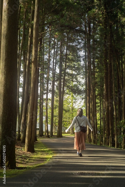 Obraz 街路樹を歩く人