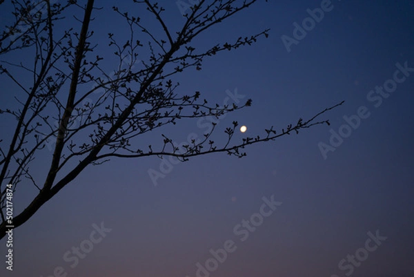 Obraz 薄明と桜のつぼみ