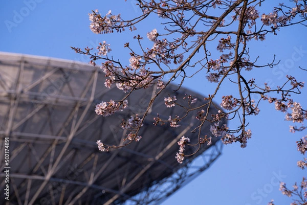 Obraz 桜とアンテナ