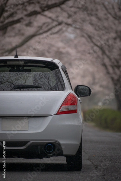 Obraz 自動車と桜並木