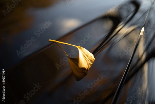 Obraz イチョウの葉