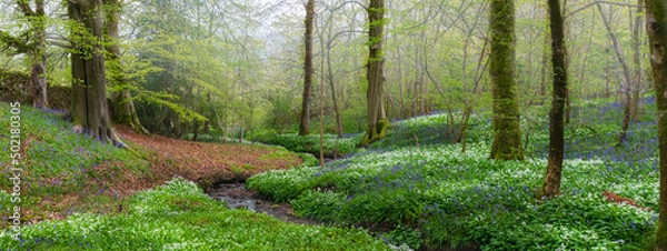 Fototapeta stream in the woods with wild garlic and bluebells