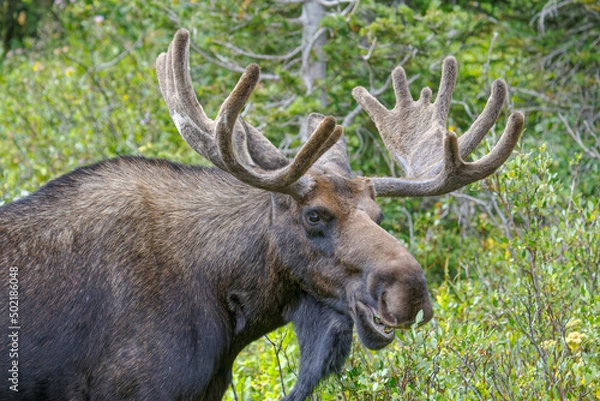 Obraz Bull Moose in the Colorado Rocky Mountains