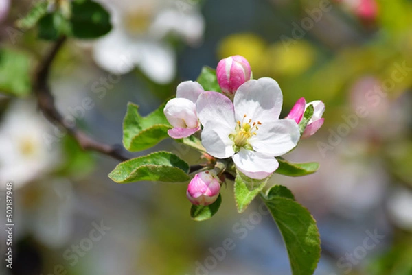 Obraz Apple Blossom Tree in Spring Time