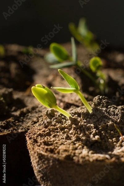 Obraz Seedling III