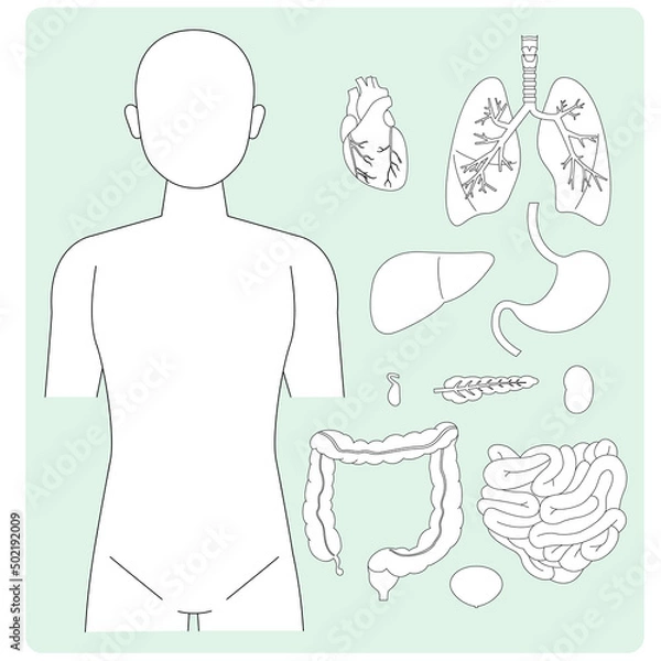 Fototapeta 人体図と正面から見える臓器