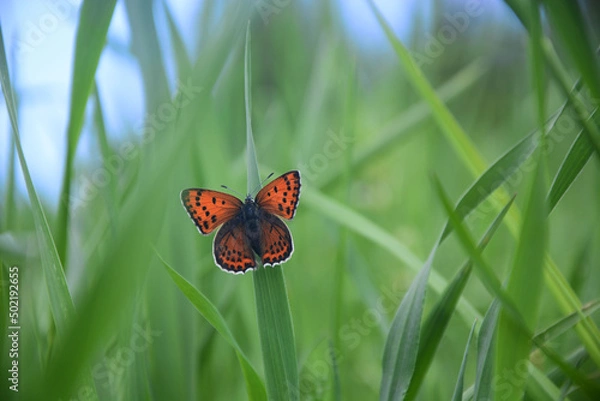 Obraz butterfly on a green grass