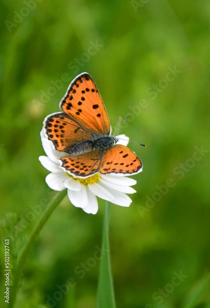 Obraz butterfly on flower