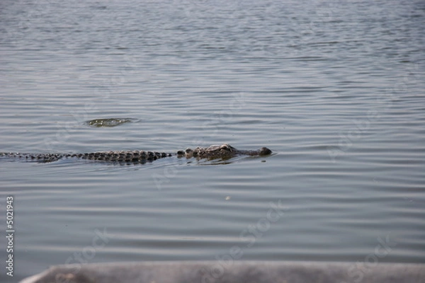 Obraz ALLIGATORS HUNTING FOR BIRDS