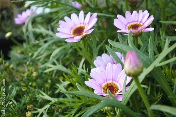 Obraz 春のガーデニング、ピンクの花。