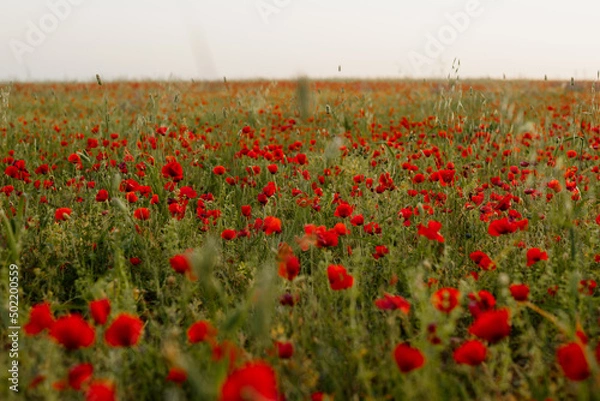 Obraz Poppy field
