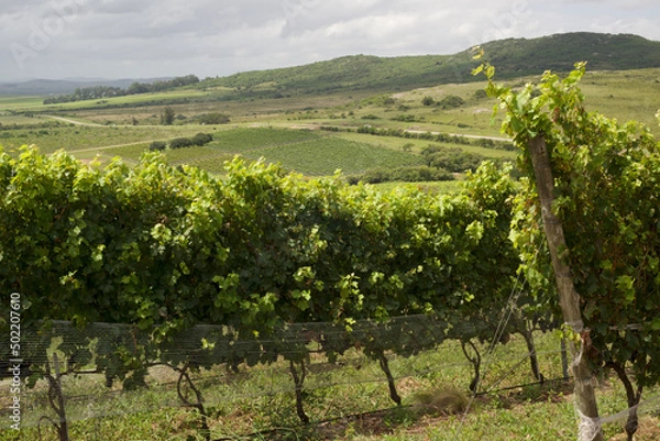 Fototapeta Scenic vineyard located near Punta Del Este, en Cerro del Torro, part of The Wine Roads (Los Caminos del Vino) of Uruguay